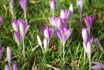 Crocus au printemps au jardin