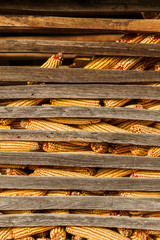 Close-up of the corn in the barn