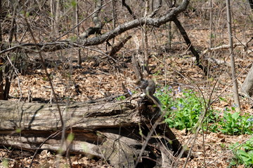 Cute squirrel in a park