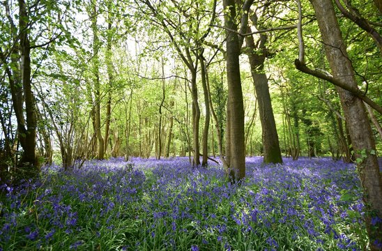 Bluebell Wood