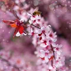 Cherry Tree Twigs. Spring Background.