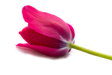 Тюльпан на белом фоне. 