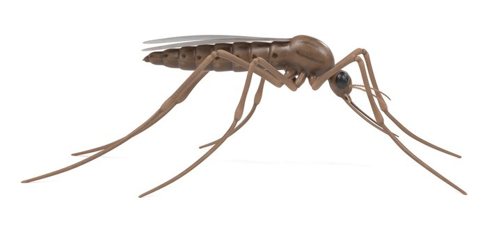 realistic 3d render of anopheles gambiae