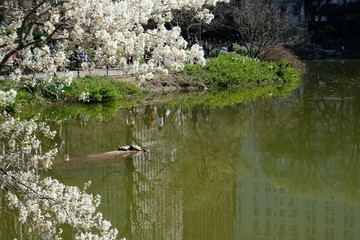 Turtles in New York Central Park