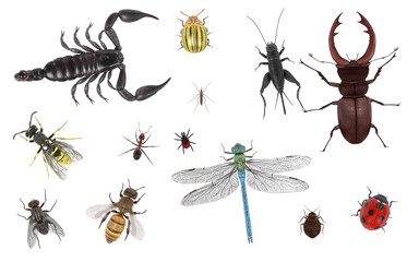 realistic 3d render of insect © bescec