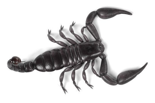 realistic 3d render of black scorpion