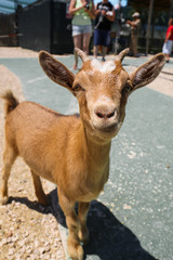 little brown baby goat