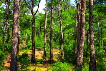 In the Forest