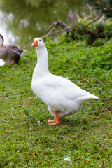 Geese