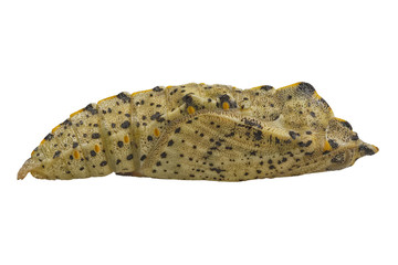 Colored butterfly pupa isolated on a white background