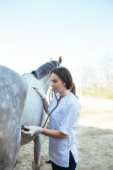 Veterinarian examining horse. 