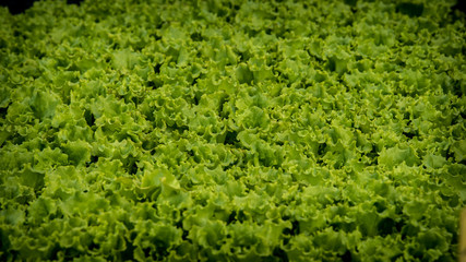 Fototapeta na wymiar Green and Red Salad in the Garden 