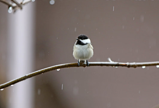 m&eacute;sange &agrave; t&ecirc;te noire