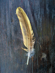 golden feather with tree