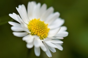 Fototapeta premium Gänseblümchen