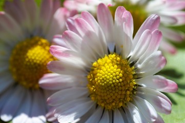 Obraz premium Gänseblümchen