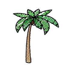 tropical palm icon over white background. colorful design. vector illustration