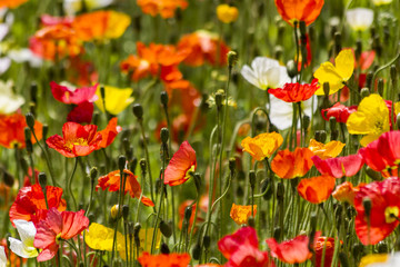 Spring flowers in the field