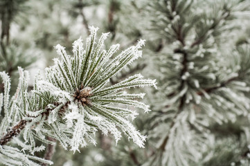 Naklejka na ściany i meble Pine needles covered with frost, close-up