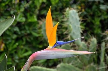 Obraz premium plant bird of paradise