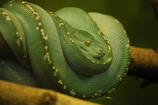 Eine grüne Schlange