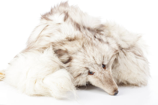 Silver wolf fox real fur.