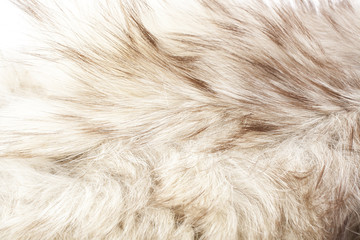 Silver fox or wolf real fur closeup texture pattern background.