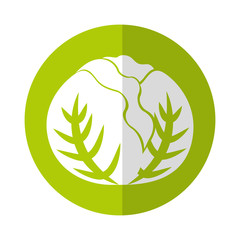 cabbage fresh vegetable icon vector illustration design