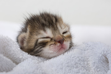 Newborn kitty sleeping on soft white blanket