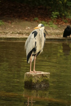 Ein Geier III