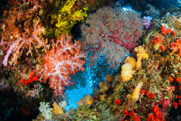 Fototapeta na wymiar Vivid color of more species of Soft coral colony and Seafan , Similan island Thailand