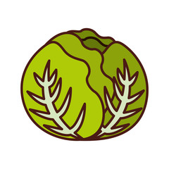 cabbage fresh vegetable icon vector illustration design