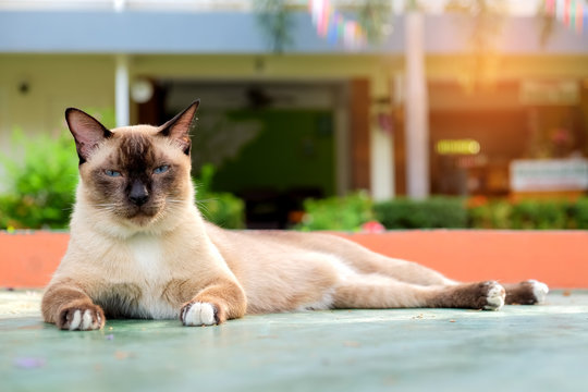 Cat lying on a cement floor