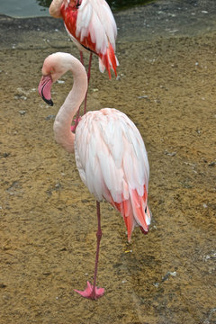 rosa Flamingo steht auf einem Bein 