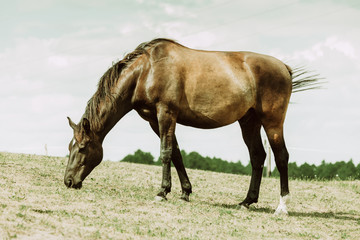 Obraz premium Brown wild horse on meadow idyllic field