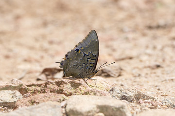 Western Blue Charaxes (Charaxes smaragdalis) Butterfly on a Rock in Northern Tanzania