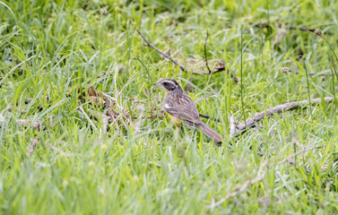 Rare Cabanis's Bunting (Emberiza cabanisi) in a Grassy Field in Western Tanzania. Usambara Mountains.