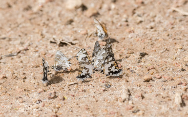 Lowland Branded Blue (Uranothauma falkensteini) Butterflies on the Sandy Ground in Northern Tanzania