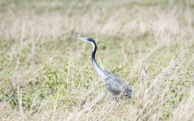 Black-headed Heron (Ardea melanocephala) Hunting for Prey in a Grassy Meadow in Northern Tanzania