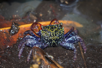 Image of beautiful crabs in mangrove forest (Chiromanthes eumolpe)