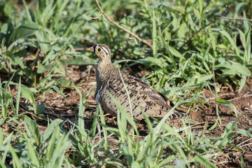 Black-faced Sandgrouse (Pterocles decoratus) in a Grassy Meadow in Tanzania