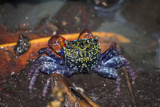 Image of beautiful crabs in mangrove forest (Chiromanthes eumolpe)