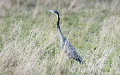 Black-headed Heron (Ardea melanocephala) Hunting for Prey in a Grassy Meadow in Northern Tanzania