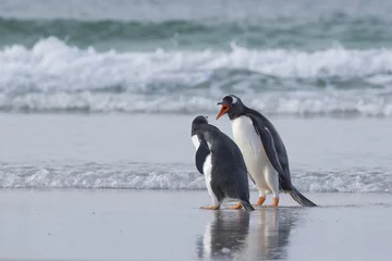 Poster Don't get angry. Gentoo penguins at. Falkland island. © Yori Hirokawa