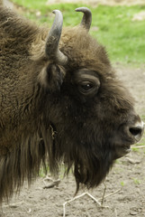 Fototapeta premium Profil żubra, Białowieski Park Narodowy