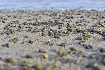 Fototapeta na wymiar Small snail up the beach in summer.