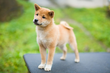 Shiba