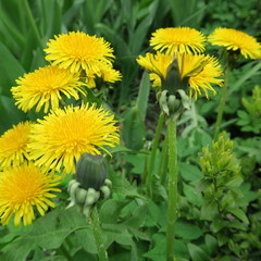 Taraxacum sect. Ruderalia,Dandelion, buttercup, a yellow flowering plant, important for home...