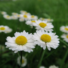 Bellis perennis, small perennial flowering plant from spring to late summer © marina kuchenbecker