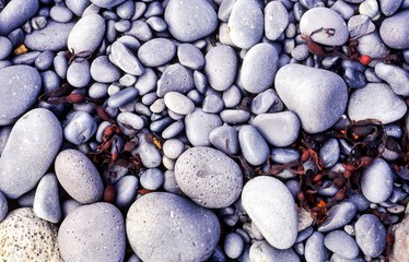 Tang / Pflanzenreste auf Strand aus schwarzen Basalt-Kieselsteinen, Halbinsel Snæfellsnes / Snaefellsnes, Island / Iceland, Europa 